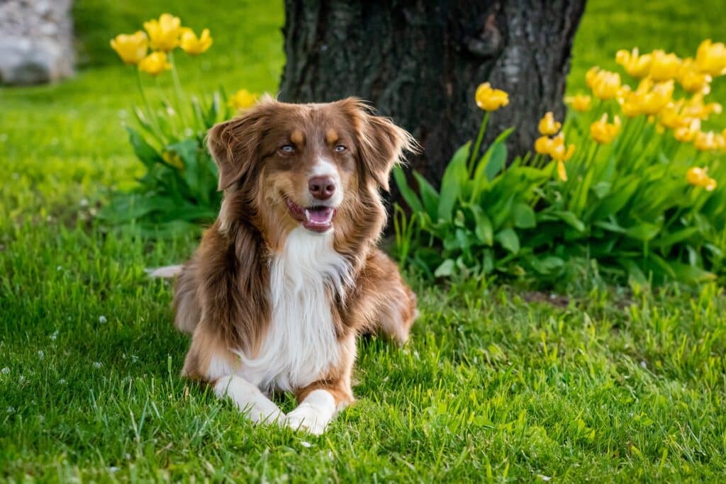 australian-shepherd-gb429b7dd1_1920